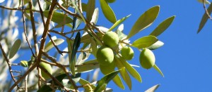 Olives in Calabria